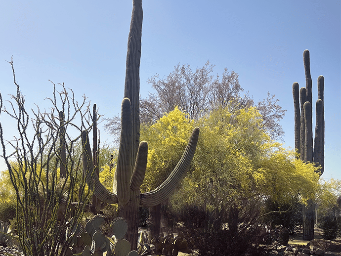 Lexar Homes of Cave Creek Arizona Custom Home Builder Office